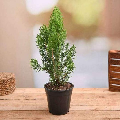 Morpankhi, Thuja Compacta - Plant